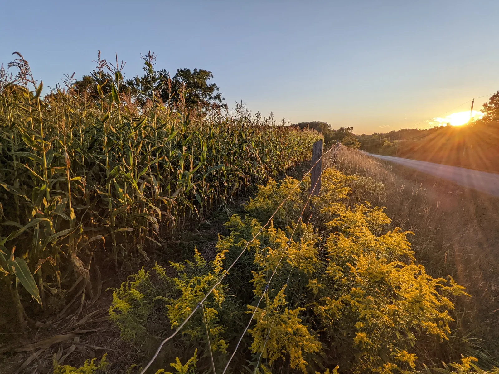 Heather Myers, Corn Field. Photo Paper 8×12 inches
