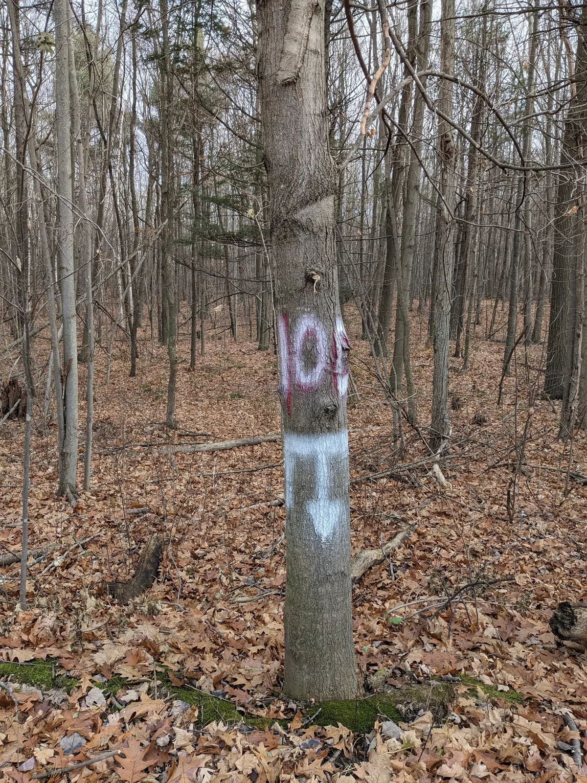 Heather Myers, Marked Tree. Photo Paper 8×12 inches