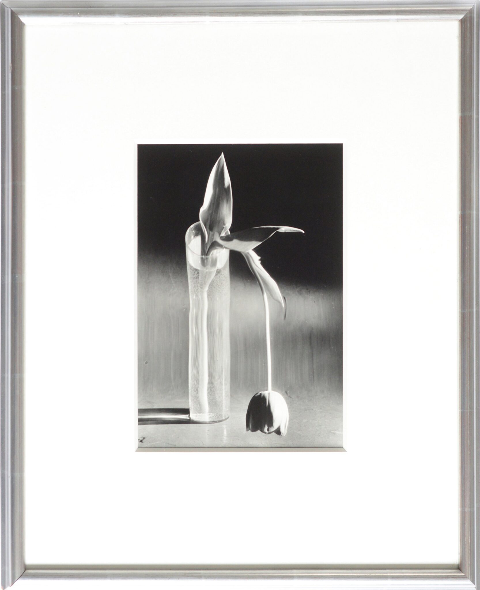 André Kertész, Melancholic Tulip, 1929