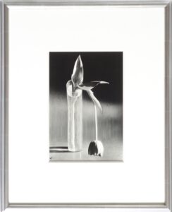 André Kertész, Melancholic Tulip, 1929