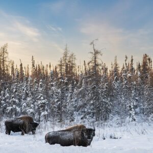 Ingrid Misner, Wild Bison, Northwest Territories