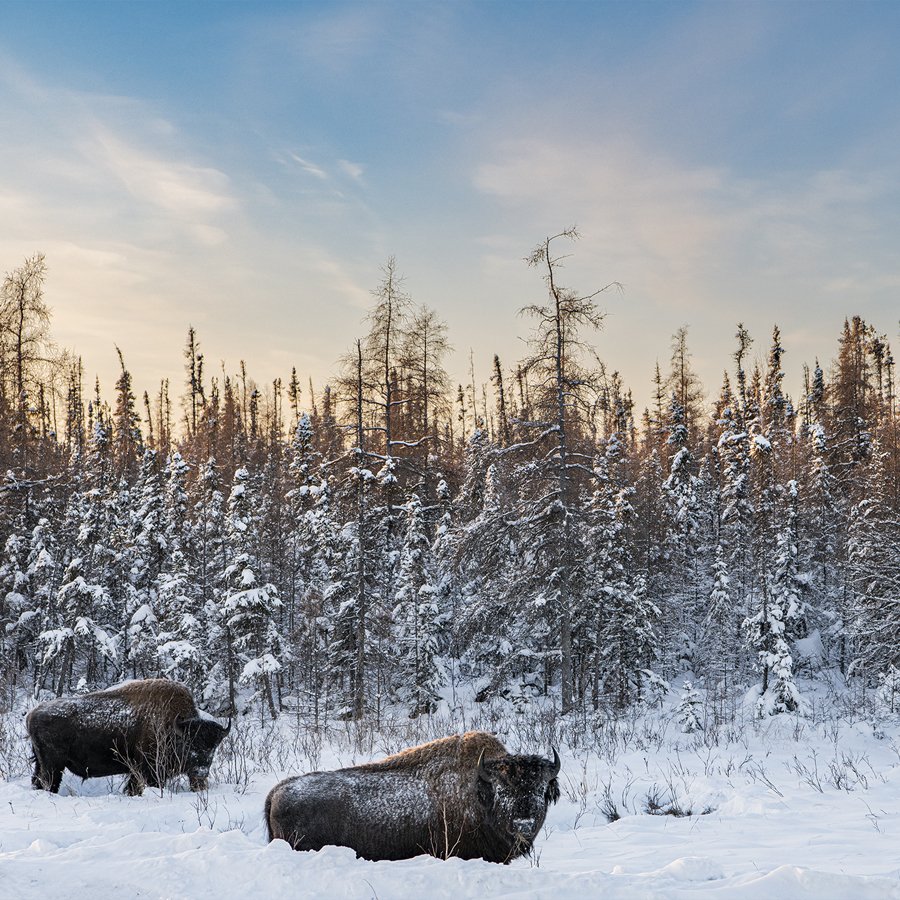 Ingrid Misner, Wild Bison, Northwest Territories