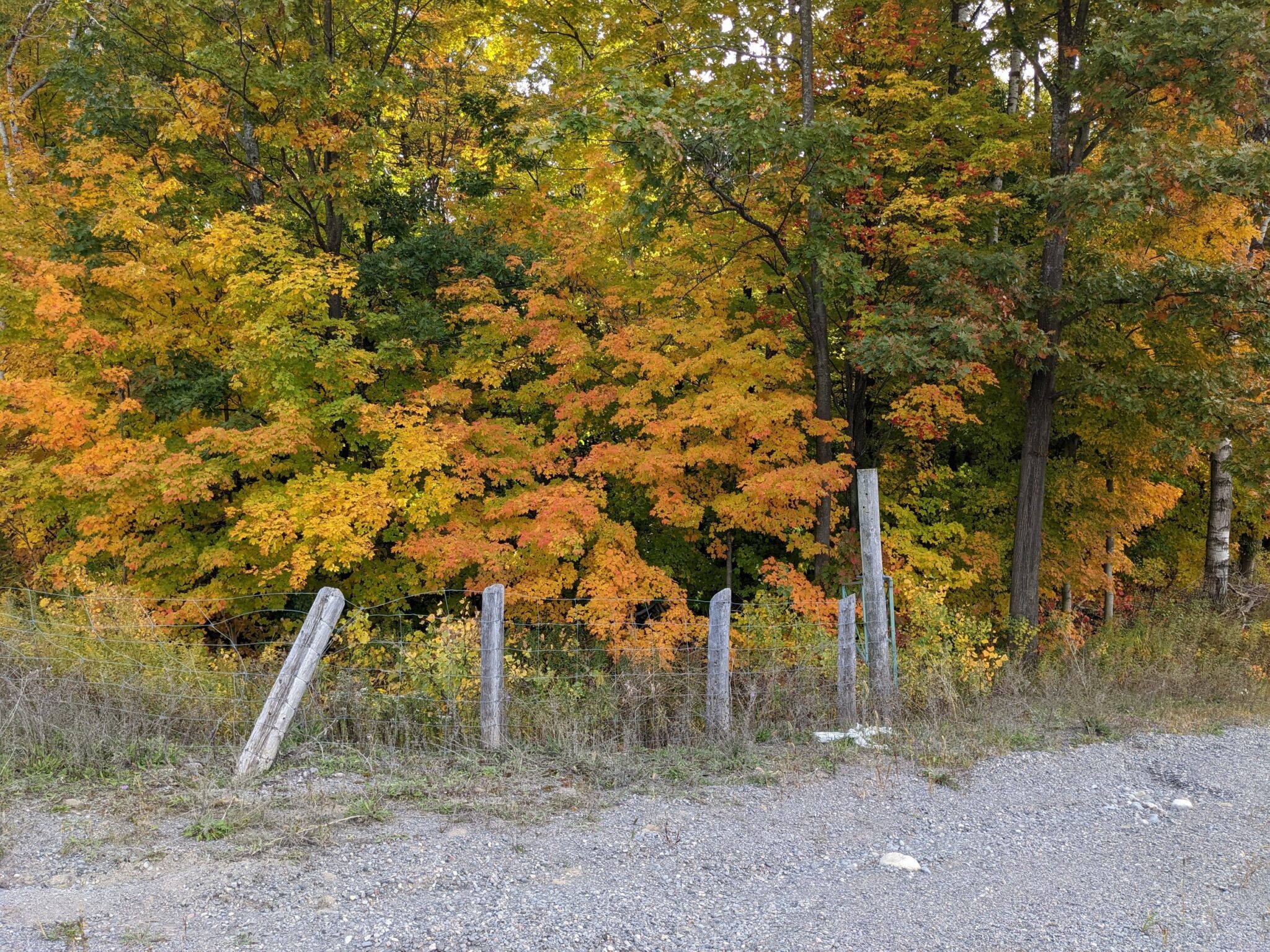 Heather Myers, Leaves