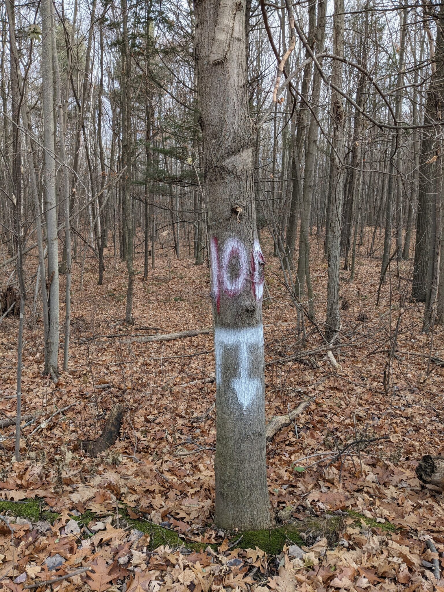 Heather Myers, Marked Tree